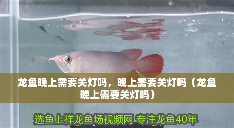 龍魚晚上需要關燈嗎，晚上需要關燈嗎（龍魚晚上需要關燈嗎）