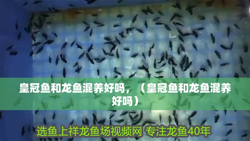 皇冠魚和龍魚混養好嗎，（皇冠魚和龍魚混養好嗎）