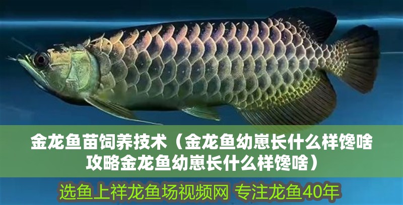 金龍魚苗飼養技術（金龍魚幼崽長什么樣饞啥攻略金龍魚幼崽長什么樣饞啥）