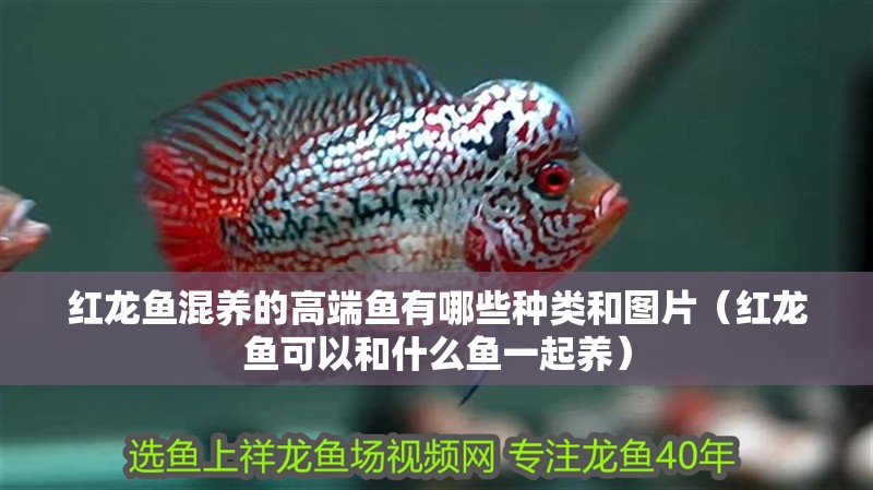 紅龍魚混養的高端魚有哪些種類和圖片（紅龍魚可以和什么魚一起養）