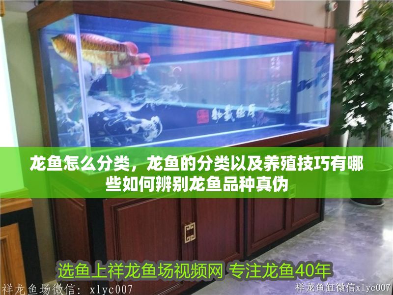 龍魚怎么分類，龍魚的分類以及養殖技巧有哪些如何辨別龍魚品種真偽
