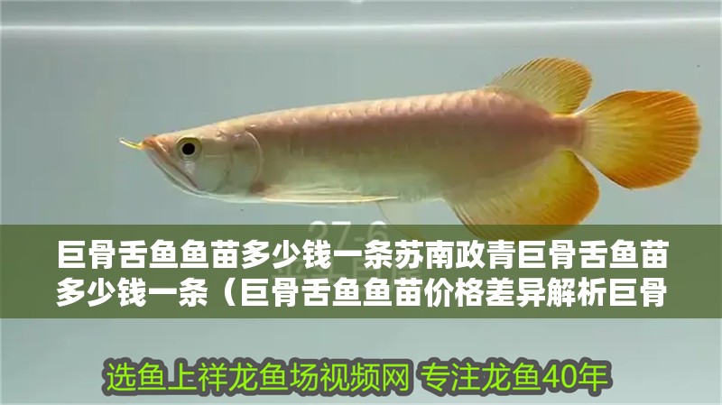 巨骨舌魚魚苗多少錢一條蘇南政青巨骨舌魚苗多少錢一條（巨骨舌魚魚苗價格差異解析巨骨舌魚魚苗多少錢一條）