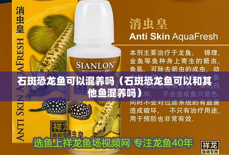 石斑恐龍魚可以混養(yǎng)嗎（石斑恐龍魚可以和其他魚混養(yǎng)嗎）