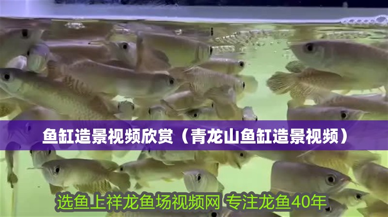 魚缸造景視頻欣賞（青龍山魚缸造景視頻）