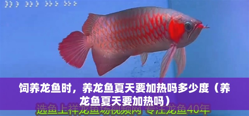 飼養(yǎng)龍魚時，養(yǎng)龍魚夏天要加熱嗎多少度（養(yǎng)龍魚夏天要加熱嗎）