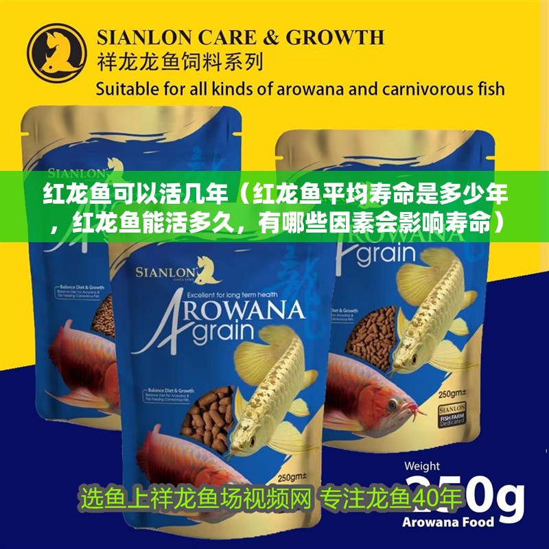 紅龍魚可以活幾年（紅龍魚平均壽命是多少年，紅龍魚能活多久，有哪些因素會影響壽命）