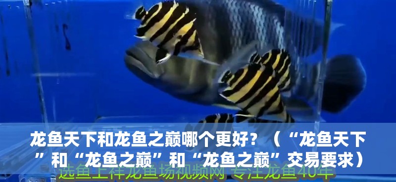 龍魚天下和龍魚之巔哪個更好？（“龍魚天下”和“龍魚之巔”和“龍魚之巔”交易要求）