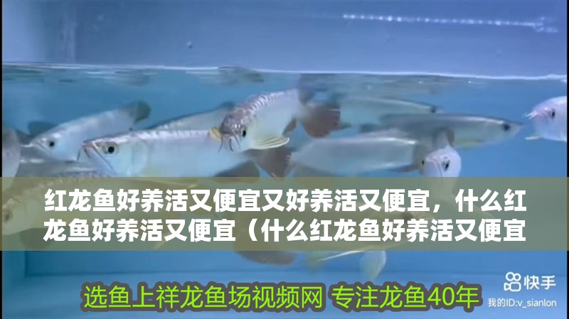 紅龍魚好養(yǎng)活又便宜又好養(yǎng)活又便宜，什么紅龍魚好養(yǎng)活又便宜（什么紅龍魚好養(yǎng)活又便宜）