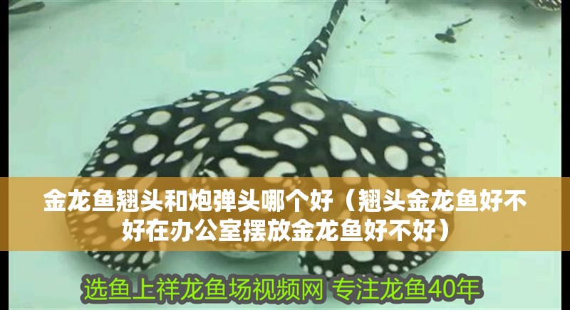 金龍魚翹頭和炮彈頭哪個好（翹頭金龍魚好不好在辦公室擺放金龍魚好不好）