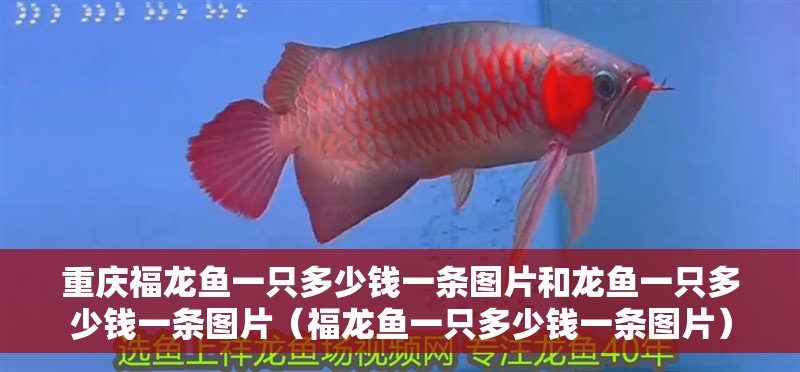 重慶福龍魚一只多少錢一條圖片和龍魚一只多少錢一條圖片（福龍魚一只多少錢一條圖片）