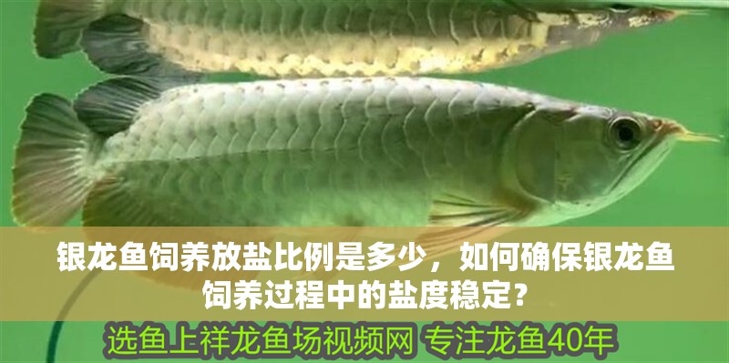 銀龍魚飼養放鹽比例是多少，如何確保銀龍魚飼養過程中的鹽度穩定？