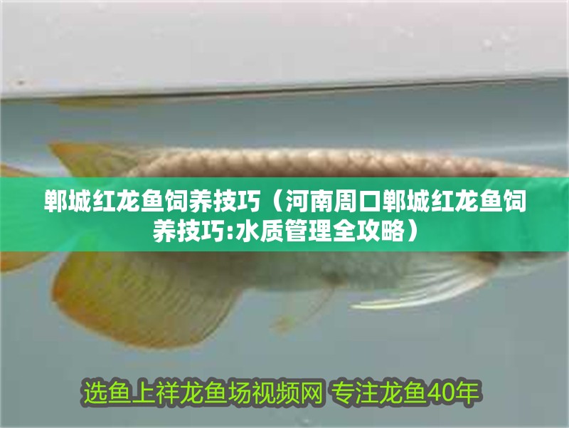 鄲城紅龍魚飼養(yǎng)技巧（河南周口鄲城紅龍魚飼養(yǎng)技巧:水質(zhì)管理全攻略）