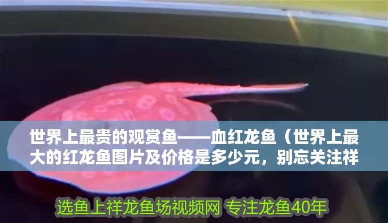 世界上最貴的觀賞魚——血紅龍魚（世界上最大的紅龍魚圖片及價格是多少元，別忘關注祥龍魚場）