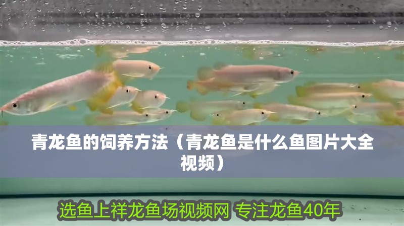 青龍魚的飼養方法（青龍魚是什么魚圖片大全視頻）