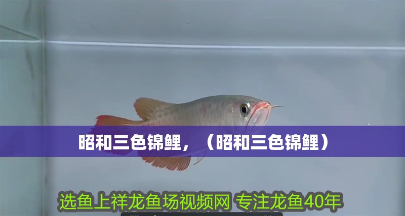 昭和三色錦鯉，（昭和三色錦鯉）