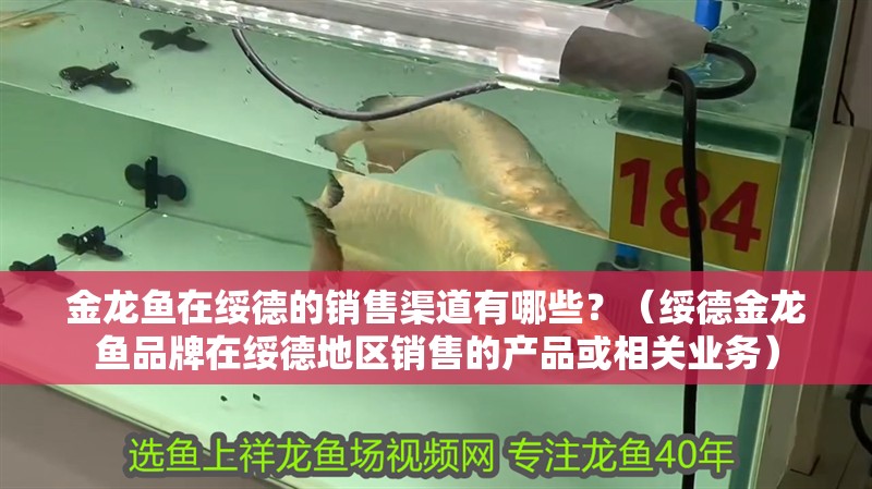 金龍魚(yú)在綏德的銷售渠道有哪些？（綏德金龍魚(yú)品牌在綏德地區(qū)銷售的產(chǎn)品或相關(guān)業(yè)務(wù)）