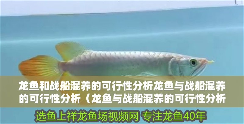龍魚和戰船混養的可行性分析龍魚與戰船混養的可行性分析（龍魚與戰船混養的可行性分析）
