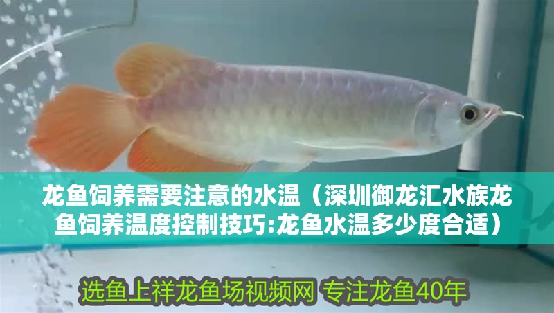 龍魚(yú)飼養(yǎng)需要注意的水溫（深圳御龍匯水族龍魚(yú)飼養(yǎng)溫度控制技巧:龍魚(yú)水溫多少度合適）