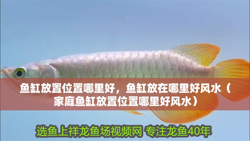 魚缸放置位置哪里好，魚缸放在哪里好風水（家庭魚缸放置位置哪里好風水）