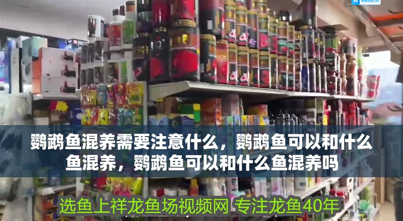 鸚鵡魚混養需要注意什么，鸚鵡魚可以和什么魚混養，鸚鵡魚可以和什么魚混養嗎