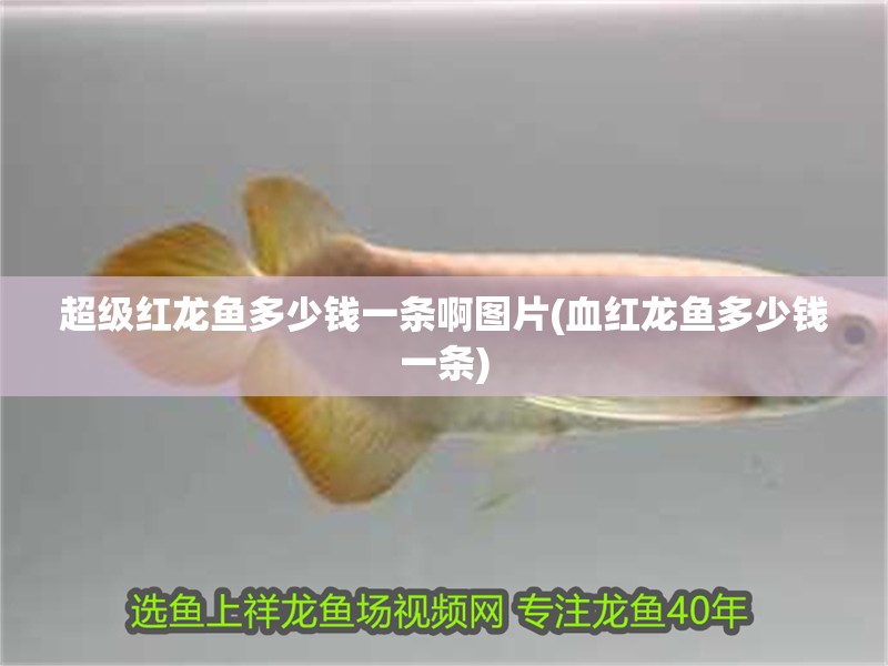 超級紅龍魚多少錢一條啊圖片(血紅龍魚多少錢一條)