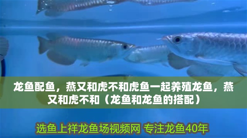 龍魚配魚，燕又和虎不和虎魚一起養(yǎng)殖龍魚，燕又和虎不和（龍魚和龍魚的搭配）