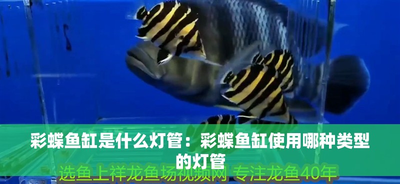 彩蝶魚缸是什么燈管：彩蝶魚缸使用哪種類型的燈管