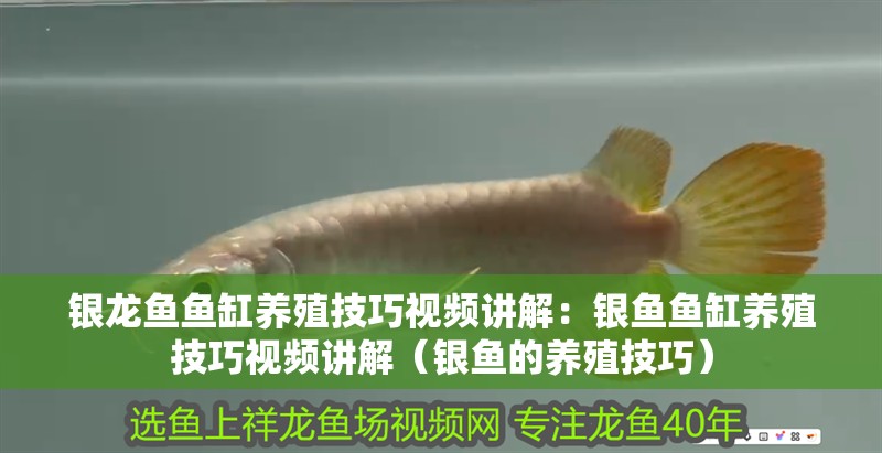 銀龍魚魚缸養殖技巧視頻講解：銀魚魚缸養殖技巧視頻講解（銀魚的養殖技巧）