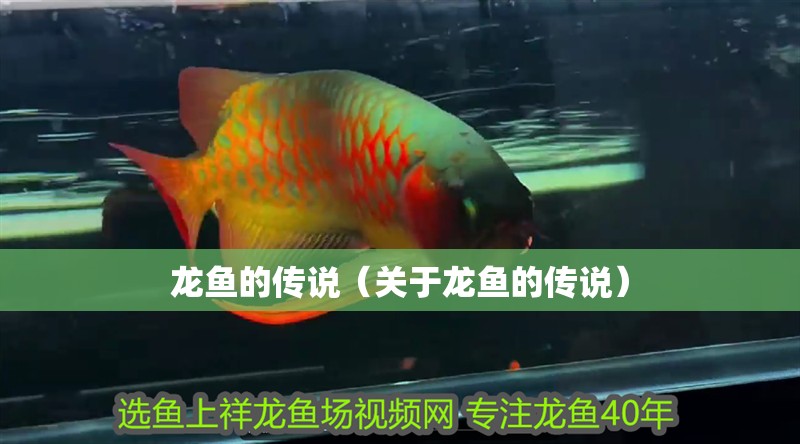 龍魚的傳說（關(guān)于龍魚的傳說）