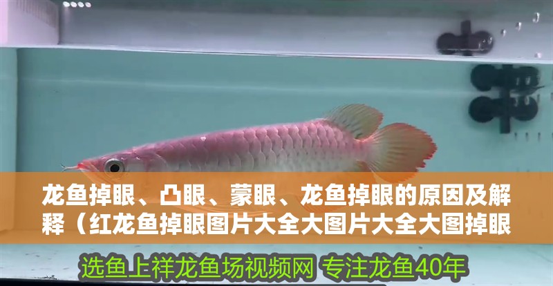 龍魚掉眼、凸眼、蒙眼、龍魚掉眼的原因及解釋（紅龍魚掉眼圖片大全大圖片大全大圖掉眼圖片大全大圖）