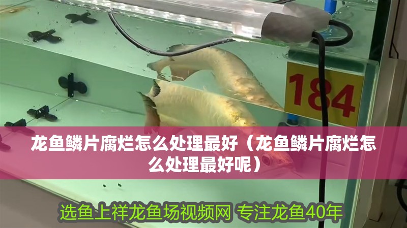 龍魚鱗片腐爛怎么處理最好（龍魚鱗片腐爛怎么處理最好呢）