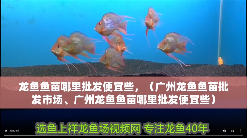 龍魚魚苗哪里批發便宜些，（廣州龍魚魚苗批發市場、廣州龍魚魚苗哪里批發便宜些）