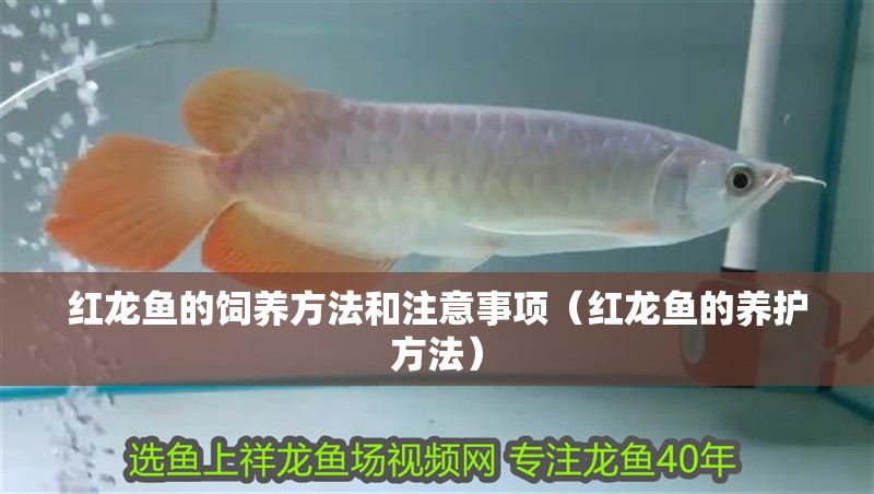 紅龍魚的飼養方法和注意事項（紅龍魚的養護方法）