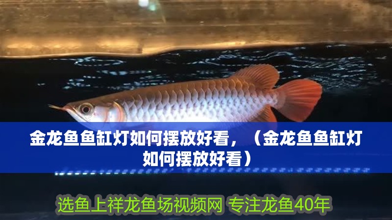 金龍魚魚缸燈如何擺放好看，（金龍魚魚缸燈如何擺放好看）