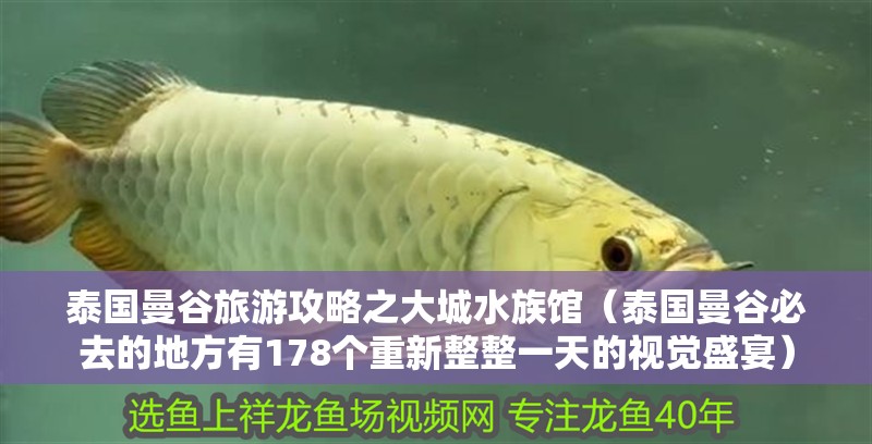 泰國曼谷旅游攻略之大城水族館（泰國曼谷必去的地方有178個重新整整一天的視覺盛宴）