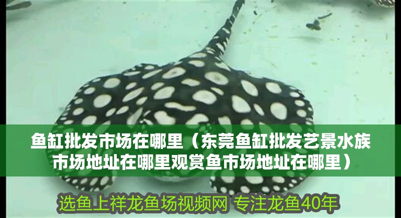 魚缸批發(fā)市場(chǎng)在哪里（東莞魚缸批發(fā)藝景水族市場(chǎng)地址在哪里觀賞魚市場(chǎng)地址在哪里）