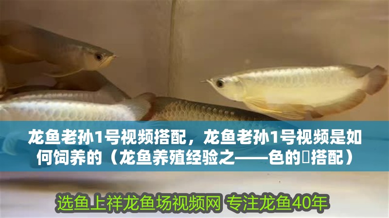 龍魚老孫1號(hào)視頻搭配，龍魚老孫1號(hào)視頻是如何飼養(yǎng)的（龍魚養(yǎng)殖經(jīng)驗(yàn)之——色的魟搭配）