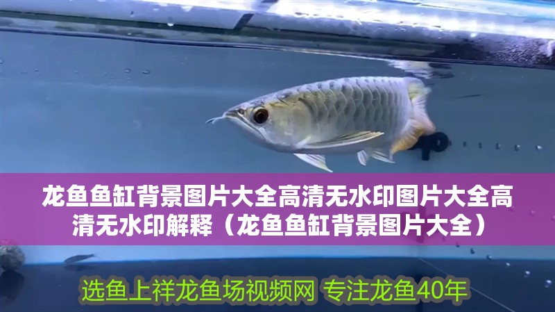 龍魚魚缸背景圖片大全高清無水印圖片大全高清無水印解釋（龍魚魚缸背景圖片大全）