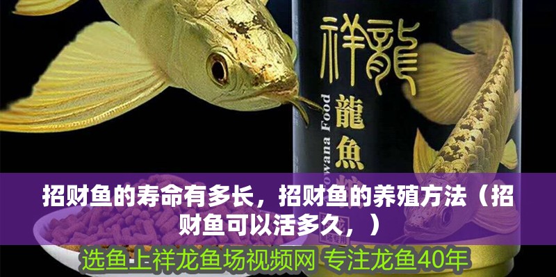 招財魚的壽命有多長，招財魚的養殖方法（招財魚可以活多久，）