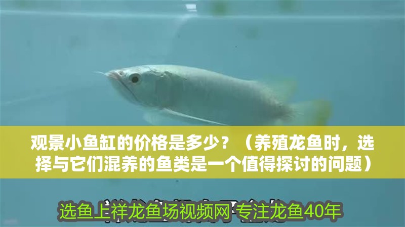 觀景小魚缸的價格是多少？（養殖龍魚時，選擇與它們混養的魚類是一個值得探討的問題）
