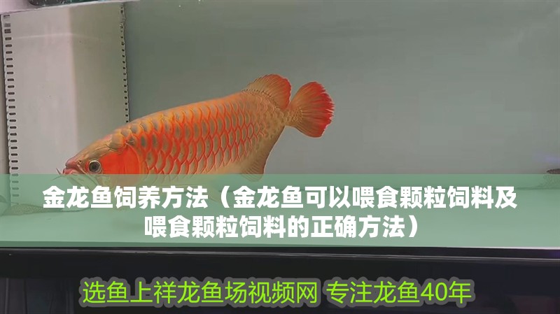 金龍魚飼養方法（金龍魚可以喂食顆粒飼料及喂食顆粒飼料的正確方法）