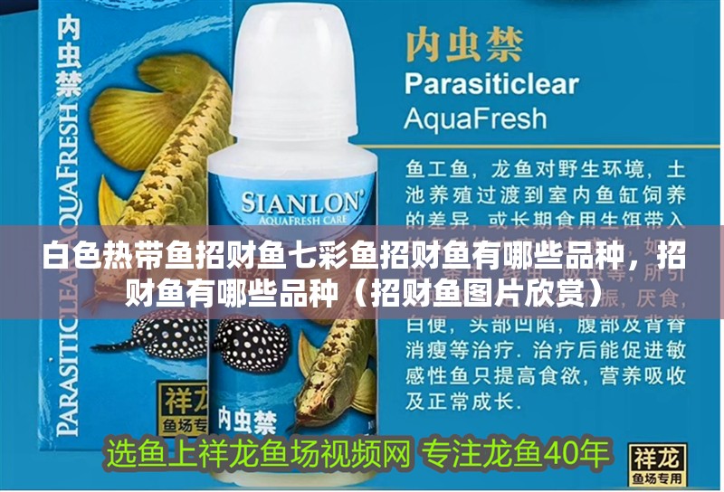 白色熱帶魚招財魚七彩魚招財魚有哪些品種，招財魚有哪些品種（招財魚圖片欣賞）