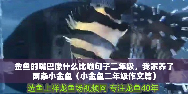 金魚的嘴巴像什么比喻句子二年級，我家養了兩條小金魚（小金魚二年級作文篇）