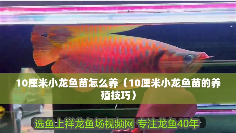 10厘米小龍魚苗怎么養（10厘米小龍魚苗的養殖技巧）