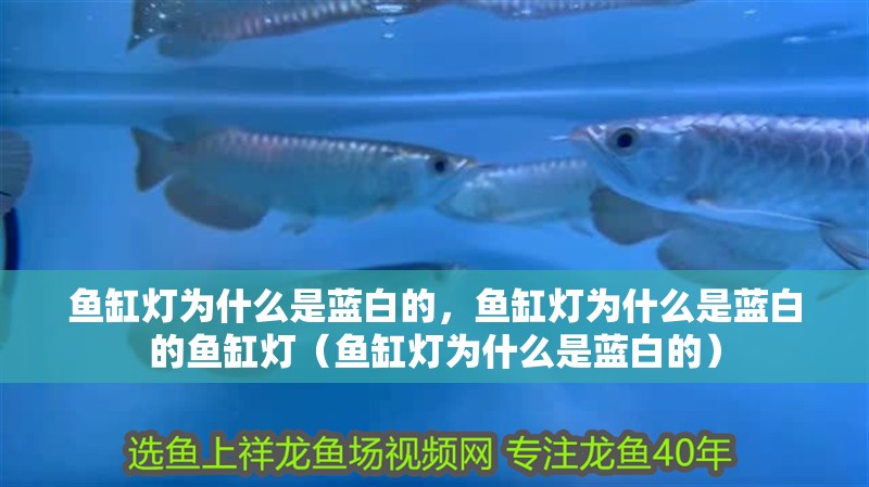 魚缸燈為什么是藍白的，魚缸燈為什么是藍白的魚缸燈（魚缸燈為什么是藍白的）