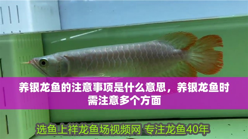 養銀龍魚的注意事項是什么意思，養銀龍魚時需注意多個方面