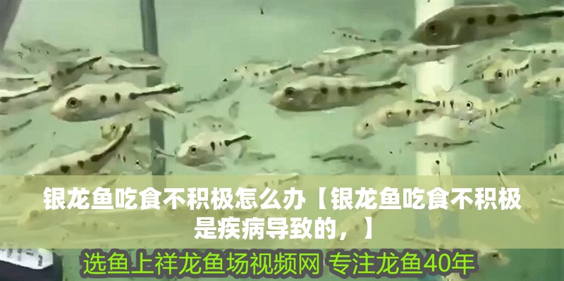 銀龍魚吃食不積極怎么辦【銀龍魚吃食不積極是疾病導(dǎo)致的，】