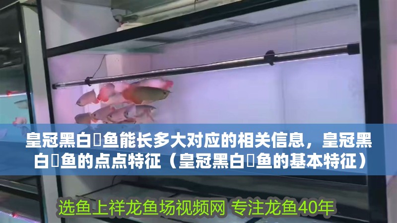 皇冠黑白魟魚能長(zhǎng)多大對(duì)應(yīng)的相關(guān)信息，皇冠黑白魟魚的點(diǎn)點(diǎn)特征（皇冠黑白魟魚的基本特征）