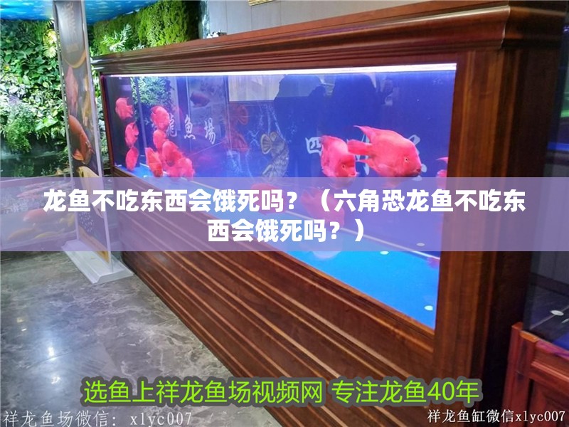龍魚不吃東西會餓死嗎？（六角恐龍魚不吃東西會餓死嗎？）