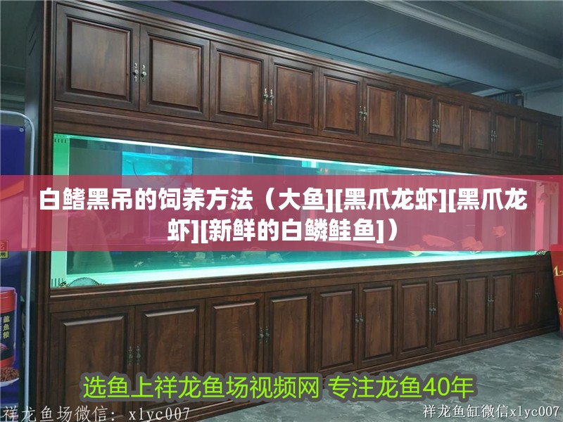 白鰭黑吊的飼養方法（大魚][黑爪龍蝦][黑爪龍蝦][新鮮的白鱗鮭魚]）